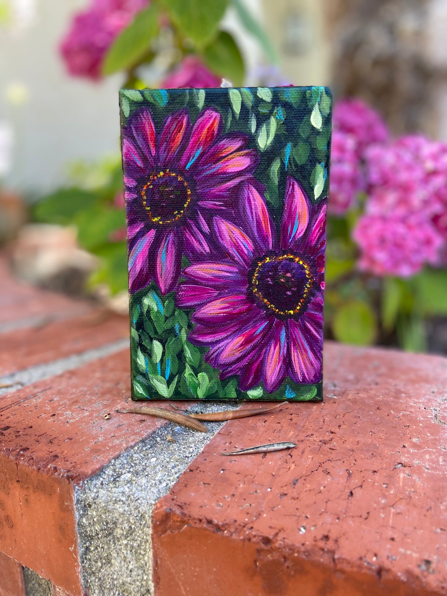 "African Daisies"
